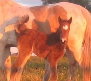 Jenzo Chinook - 1 Day old