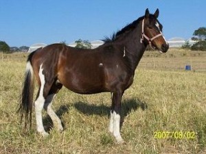 Sire - Jenzo Commanche