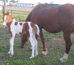 1 day old with his dam - Spring Passion ( saddler )