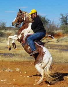 Jenzo Dakota Dawn has matured as a stunning young stallion and is now standing in Kuruman
