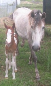 1 day old with dam - Chelsea ( Arab x QH )