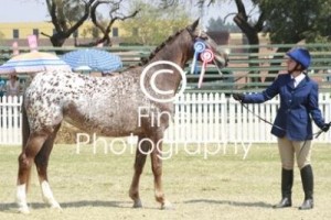 Pretoria Show 2010 - Painted Princess Grace was placed 2nd in the Mares over 4 years