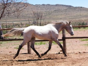 Jenzo Lasst Ambassador