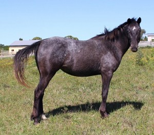 a american night 017