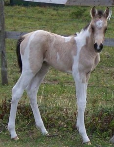 Jenzo Yello Angel at 1 day old