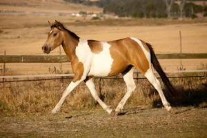 Jenzo Yello Angel at Far Hills Stud