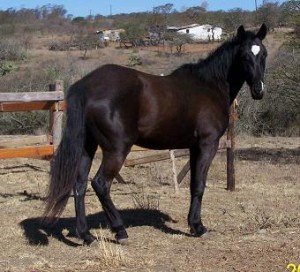 Jenzo Where She Been