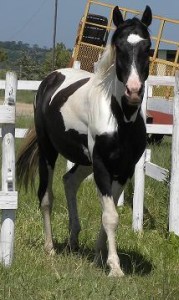 Sire - Jenzo Captain Progress