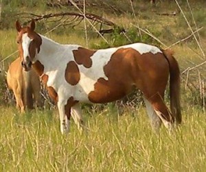 Dam - Jenzo Cloud Dreamer