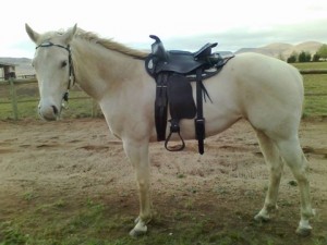 Jenzo Dreams of Gold