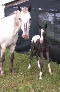 Dam - Nehemenuh Hapstin