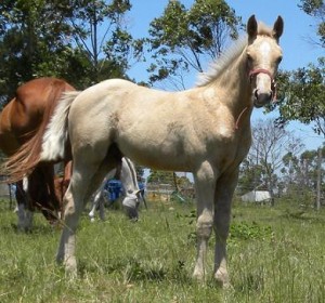 Jenzo Desert Gambler