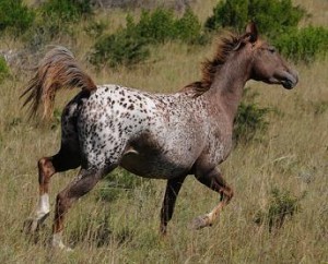 Dam - Painted Princess Grace