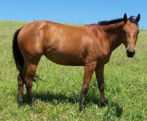 Dam - Casey Dreams Jade