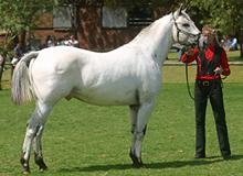 Sire - NHF Lasst American