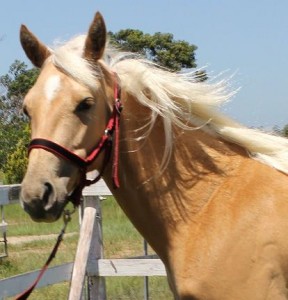 Jenzo Fly High Lizzi