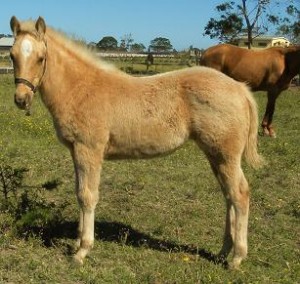 Jenzo Fly High Lizzi