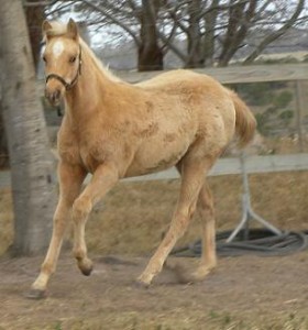 Jenzo Fly High Lizzi