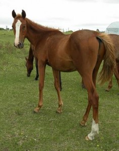 Jenzo Mr Spectacular