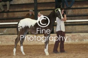 Jenzo Mystical MarshallQ