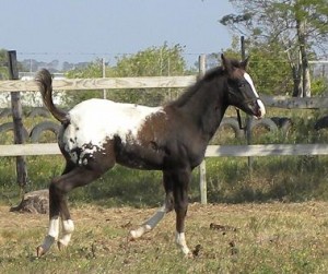 Jenzo Mystical MarshallQ