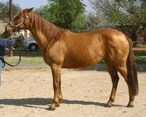 Dam - Ons Naelperd Liza