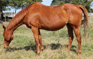 Dam - Scented Rose - 16.2hh thb