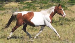 Jenzo Savannah - Dam