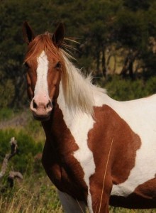 Jenzo Savannah - Dam