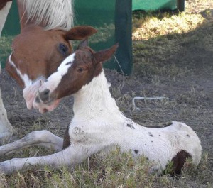 Jenzo Victorious Image