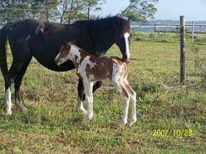 Shashone & Jenzo Rae of Jade