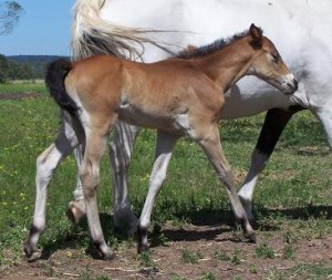 Yello Deck has produced another outstanding filly.