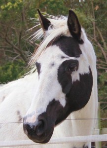 Dam - Cruizers Hustlin Girl