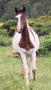 Jenzo Sioux Pa Special