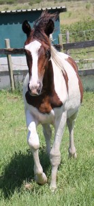 a horse11