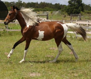 Jenzo Sioux Pa Warrior