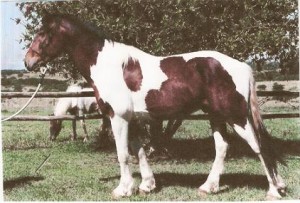 Grand Sire - Rembrand Al Spirit