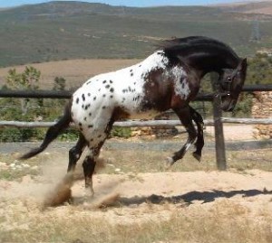 Sire - Painted Thunder Dragon Heart