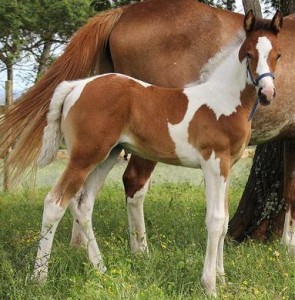 Jenzos Sioux Pa Eye Candy - Filly