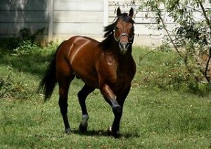 Grand Sire - Fly's Whisper