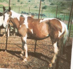 Great Grand Dam - Rembrand Golden Spot