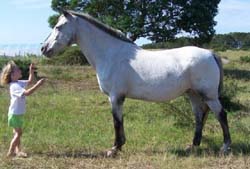 Dam - Nemenuh Hapstin