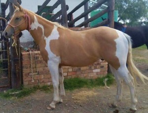 Jenzo Cruizing on Deck