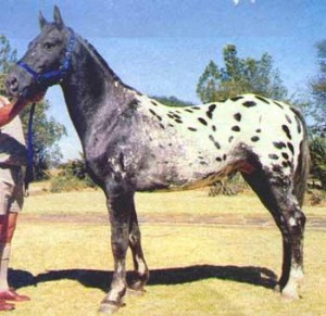 Grand Sire - Middlepoint Rendezvous