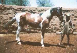 Great Grand Sire - Rembrand Flam