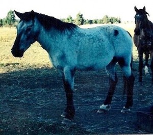 Grand Dam - Spot on Grey Cloud