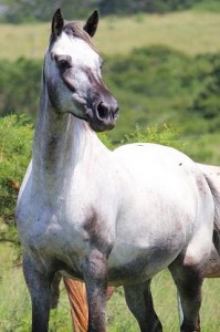 PAINTED STARRY STARRY NIGHT