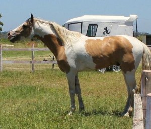 Sire - Sioux Pa Stunning