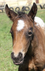 a filly3