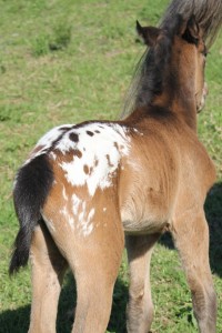 a filly4